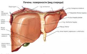 Узи печени в Киеве