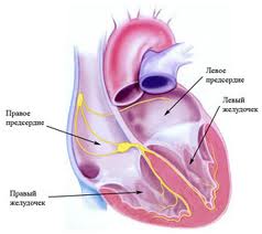 Узи сердца